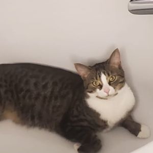 Meet your Posher, Reshad